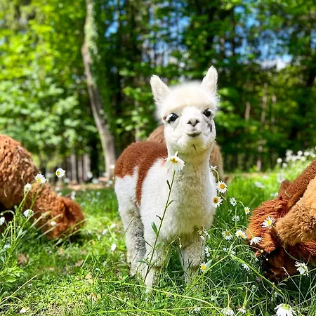 Lejlighed Sorti Alpaca *
