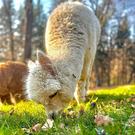 Sorti Alpaca * לואינו