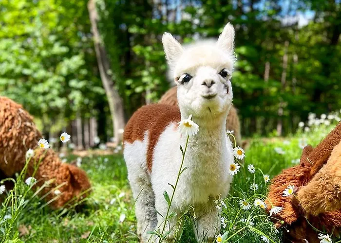 Apartmán Sorti Alpaca *