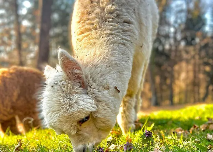 Sorti Alpaca * Luino